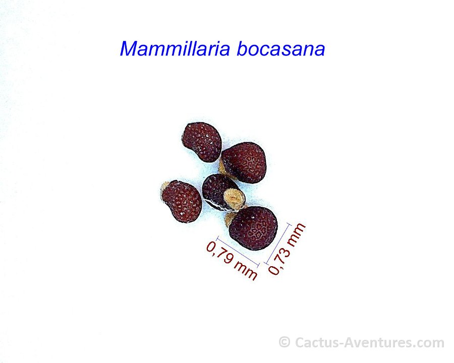 Mammillaria bocasana